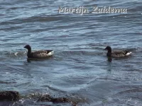 Zwarte rotgans [Branta bernicla nigricans]